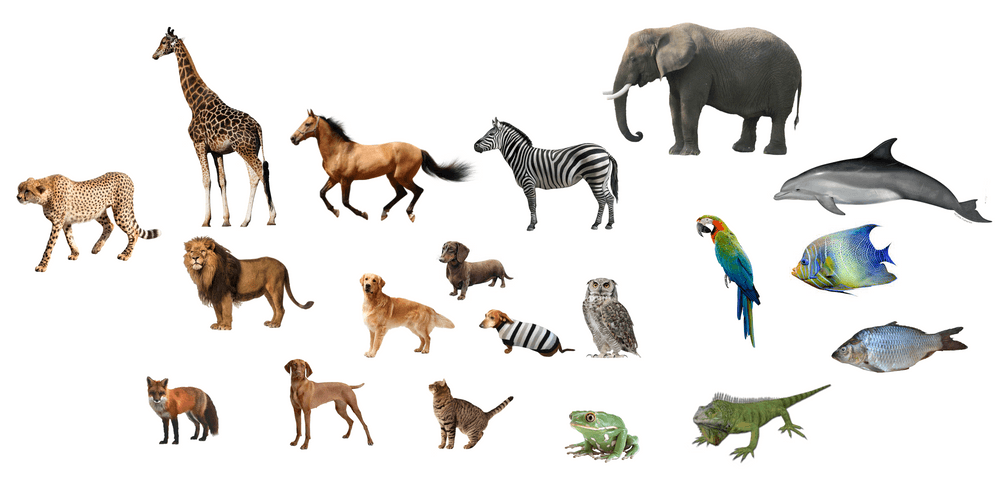 A bunch of animals, including a few daschunds